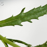 Oxford Ragwort